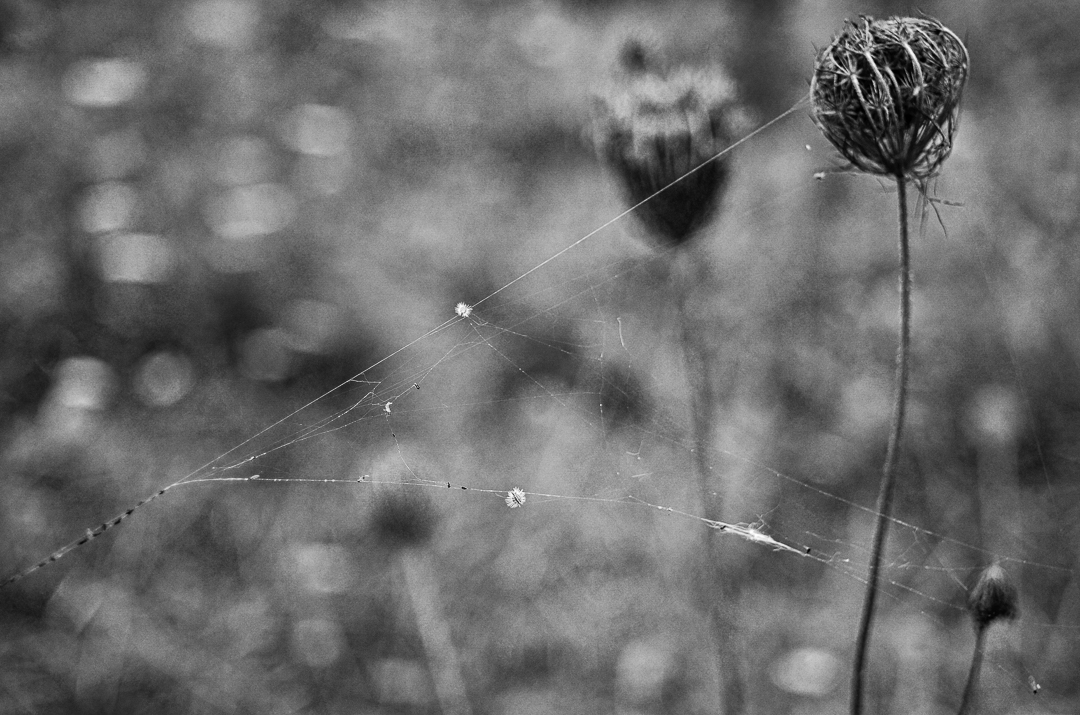 some webs and seeds on some queen anne's lace